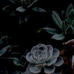 Meet your Posher, Al